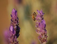 ,insects on lavender flowers