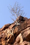 Picture of tree on a rock