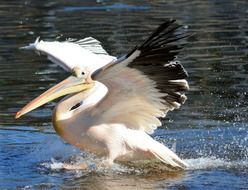 tropical pelican over the water