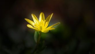 yellow celandine flower in spring