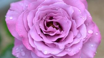 bright pink rose in raindrops close-up