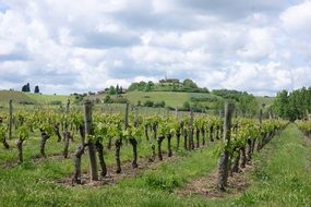 unimaginable vineyard landscape