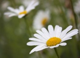 white yellow daisies close