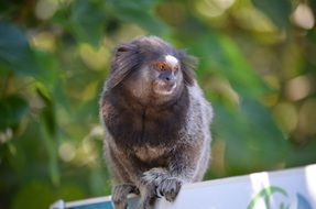 exotic gray wild monkey