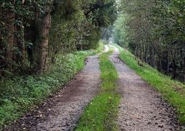 forest path for hiking