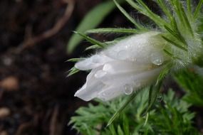 water drops on a white flower