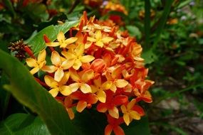 Close-up of the beautiful, orange and yellow flowers with green leaves in the garden