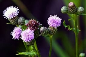 an insect sitting on a wild flower