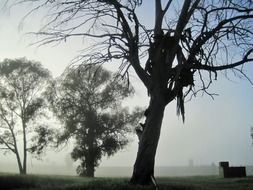 silhouettes of trees in the morning mist