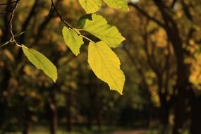 yellow leaves on a branch