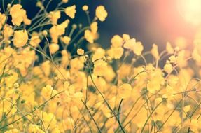 Yellow flowers under sun