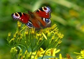 peacock butterfly