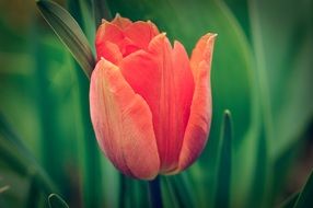 closeup picture of red tulip is a spring flower