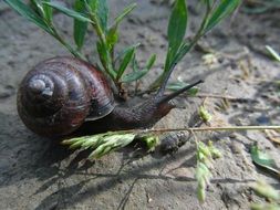 snail nature