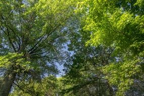 landscape of green crowns of trees in the park