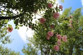 bush with pink rose blooms