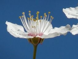 white flower of a wild plum closeup