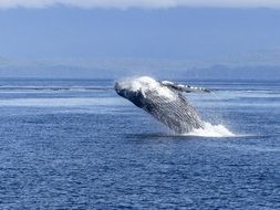 jump of the humpback whale is natural spectacle