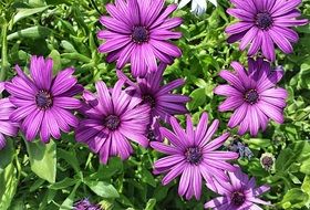 purple flower petal gardening