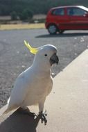 Beautiful cockatoo in wildlife