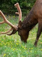 deer with big horns on a flowered pasture close up