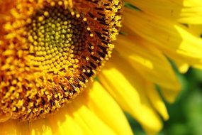 part of yellow sun flower petals