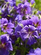 purple cranesbills