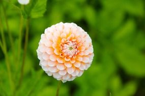 white garden dahlia