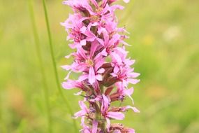 Natural pink flowers