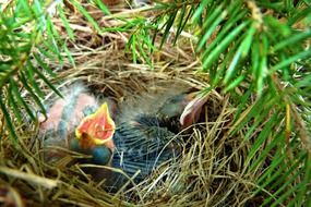 hungry new hatched chicks in nest