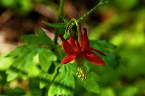 closeup picture of red sitka columbine crimson wild plant