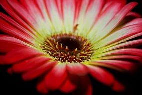 gerbera blossom on a black background