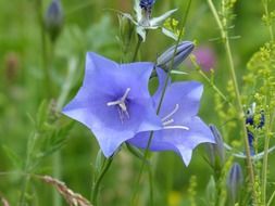 pale blue flowers of a campanula rotundifolia