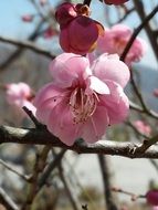 pink flowers on the tree