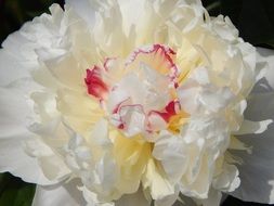 white peony with red veins