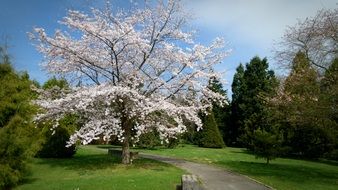 fabulous flowering tree in a botanical garden
