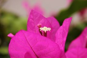 bright pink bougainvillea blossom