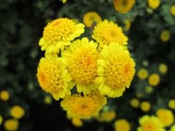 yellow chrysanthemum plant
