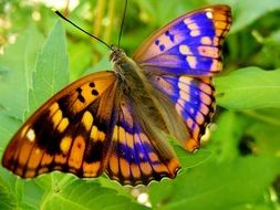 closeup photo of yellow-blue butterfly among bright green leaves