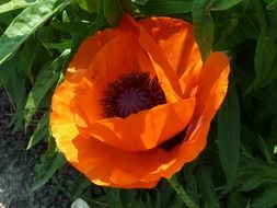 close up flower