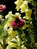 closeup photo of burgundy zinnia and yellow daffodils flowers in the garden