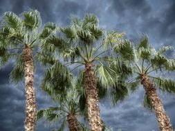 landscape of palm trees on the dark sky background