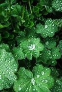 Raindrops on the green leaves of plants