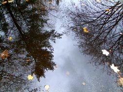 fallen leaves on water with trees reflection