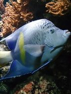 blue fish in the aquarium