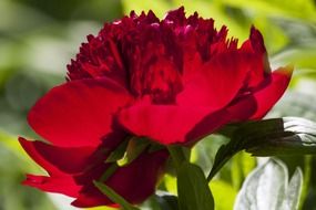 deep red peony