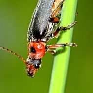 bug macro