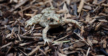 toad on dry stalks of a plant in the forest