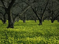 flower meadows among the trees