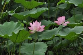 Two lotus flower among the huge leaves